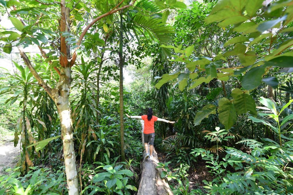 HikingTrail Singapore ChestnutNaturePark LogHike Nparks