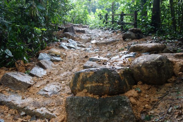 MountainBikingTrail Singapore BukitTimah CalamusFlow RockGarden
