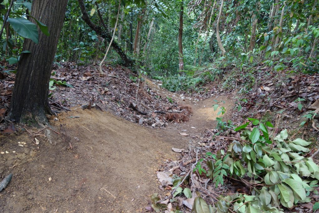 MountainBikingTrail Singapore BukitTimah ComfortablyNumb